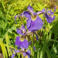 Iris setosa
